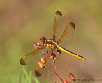 Libellula flavida, female